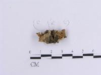 韌革菌屬藏品圖，第3張