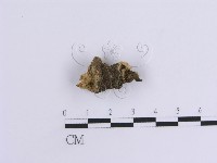 韌革菌屬藏品圖，第4張