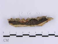 韌革菌屬藏品圖，第3張