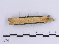 韌革菌屬藏品圖，第4張