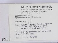 韌革菌屬藏品圖，第2張