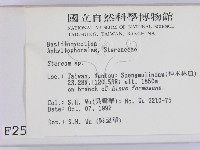 韌革菌屬藏品圖，第2張