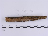 韌革菌屬藏品圖，第4張