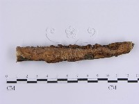 韌革菌屬藏品圖，第5張