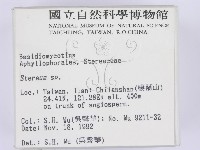 韌革菌屬藏品圖，第2張