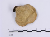 韌革菌屬藏品圖，第3張