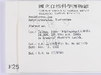 韌革菌屬藏品圖，第2張