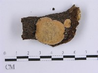 韌革菌屬藏品圖，第3張