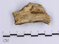 韌革菌屬藏品圖，第4張