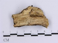 韌革菌屬藏品圖，第5張