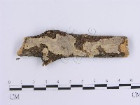 韌革菌屬藏品圖，第1張