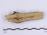 韌革菌屬藏品圖，第3張