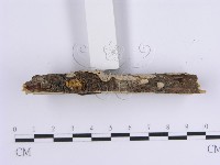 韌革菌屬藏品圖，第4張