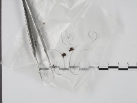 登錄號:F0002572藏品圖，第1張