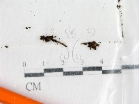 登錄號:F0002585藏品圖，第1張