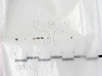 登錄號:F0002586藏品圖，第1張