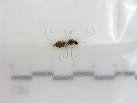 登錄號:F0002588藏品圖，第1張