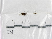 登錄號:F0002589藏品圖，第1張