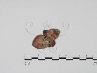 登錄號:F0002591藏品圖，第1張