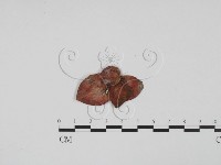 登錄號:F0002591藏品圖，第3張