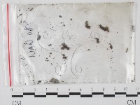 登錄號:F0002593藏品圖，第1張