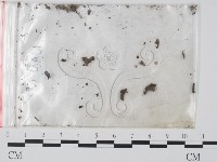 登錄號:F0002593藏品圖，第3張