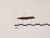 登錄號:F0002596藏品圖，第1張