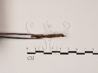 登錄號:F0002596藏品圖，第3張