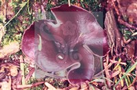 登錄號:F0002597藏品圖，第5張