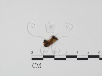 登錄號:F0002598藏品圖，第3張