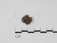 登錄號:F0002599藏品圖，第1張