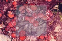 登錄號:F0002599藏品圖，第3張