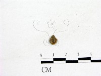 登錄號:F0002601藏品圖，第1張