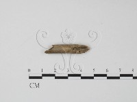 登錄號:F0002602藏品圖，第1張