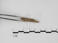 登錄號:F0002602藏品圖，第3張