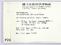 木耳藏品圖，第2張