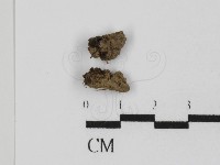 登錄號:F0002606藏品圖，第1張