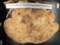 松生擬層孔菌藏品圖，第3張