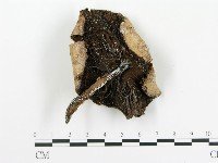 傘菌屬藏品圖，第1張