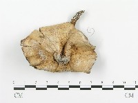 傘菌屬藏品圖，第3張