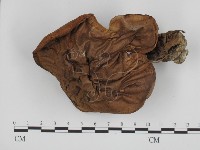 登錄號:F0002611藏品圖，第1張