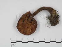 登錄號:F0002612藏品圖，第3張