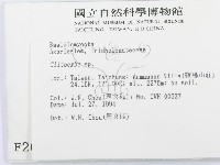 杯傘屬藏品圖，第2張