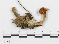 杯傘屬藏品圖，第1張