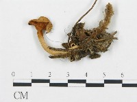 杯傘屬藏品圖，第3張