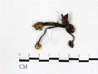 登錄號:F0002616藏品圖，第1張