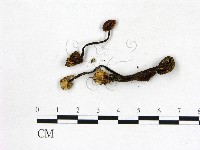 登錄號:F0002616藏品圖，第3張