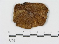 登錄號:F0002617藏品圖，第1張