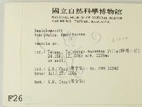 鵝膏屬藏品圖，第2張