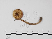 鵝膏屬藏品圖，第3張